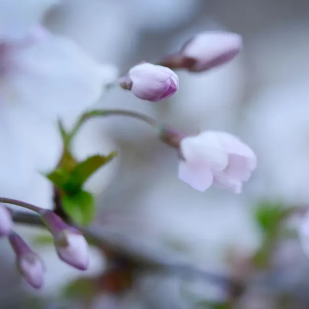 Blossoms At The Christchurch Botanical Gardens — photograph 15 of 22