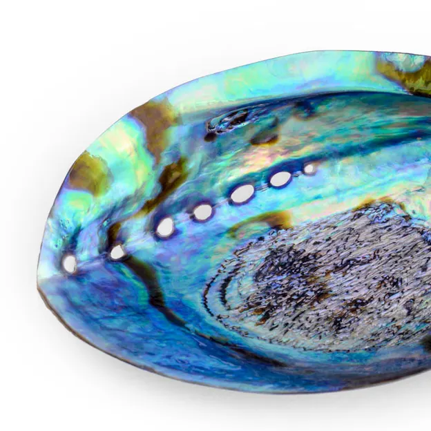 Carols Paua Shells — photograph 9 of 9