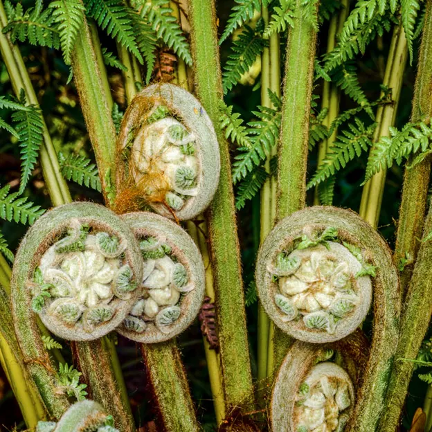 The NZ Garden At The Christchurch Botanical Gardens — photograph 9 of 52