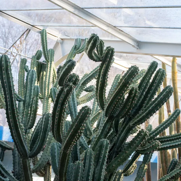 8.8.2020 Botanics With Family — photograph 15 of 20
