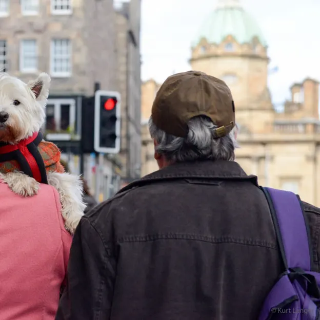 Dogs — photograph 19 of 20