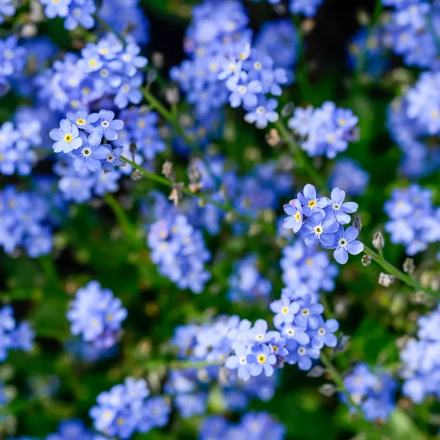 Springtime At The Christchurch Botanical Gardens — photograph 55 of 86