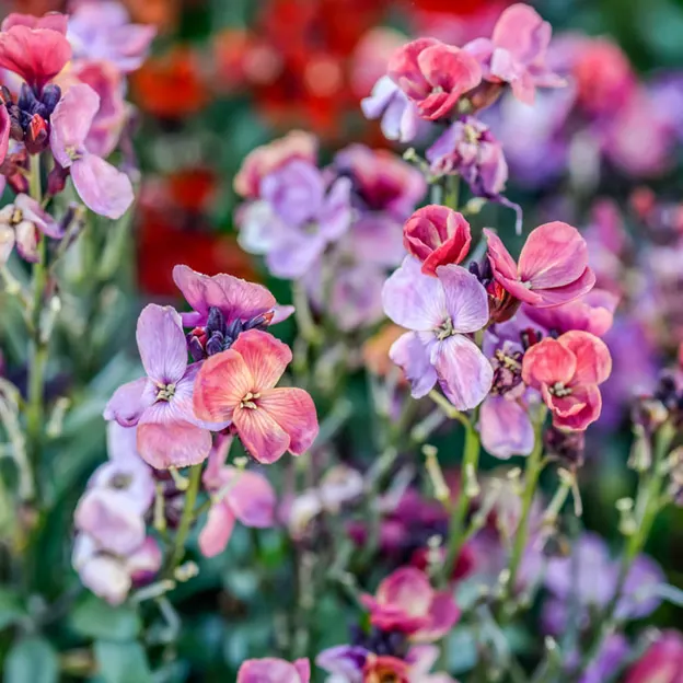 Springtime At The Christchurch Botanical Gardens — photograph 21 of 86