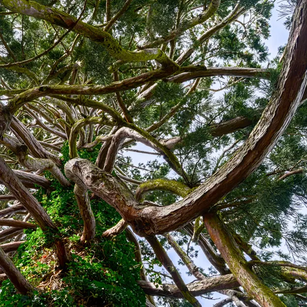 The Trees Of The Christchurch Botanical Gardens — photograph 19 of 22