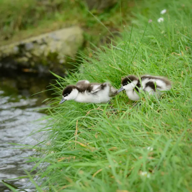 Ducklings Of The Christchurch Botanical Gardens — photograph 9 of 22
