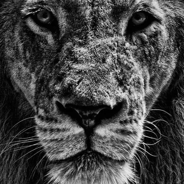 Animals — photograph 46 of 83