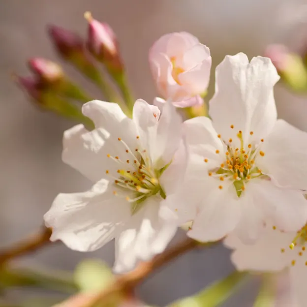 Blossoms At The Christchurch Botanical Gardens — photograph 18 of 22
