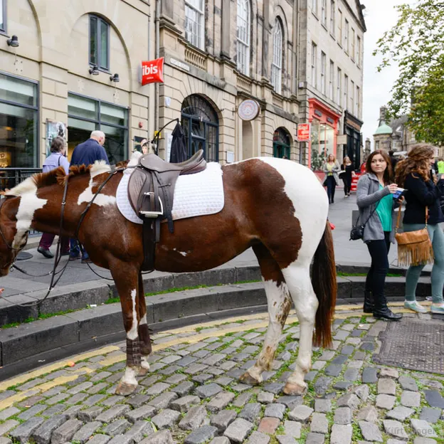 Riding of The Marches — photograph 16 of 16