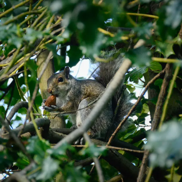 Animals — photograph 78 of 83