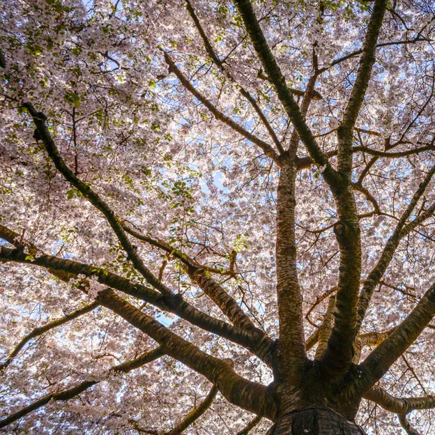 Blossoms At The Christchurch Botanical Gardens — photograph 9 of 22