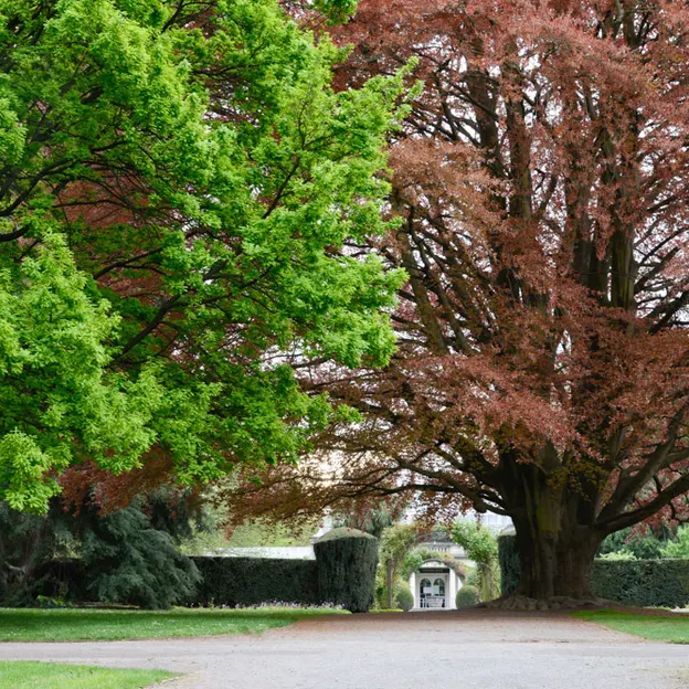 The Trees Of The Christchurch Botanical Gardens — photograph 16 of 22