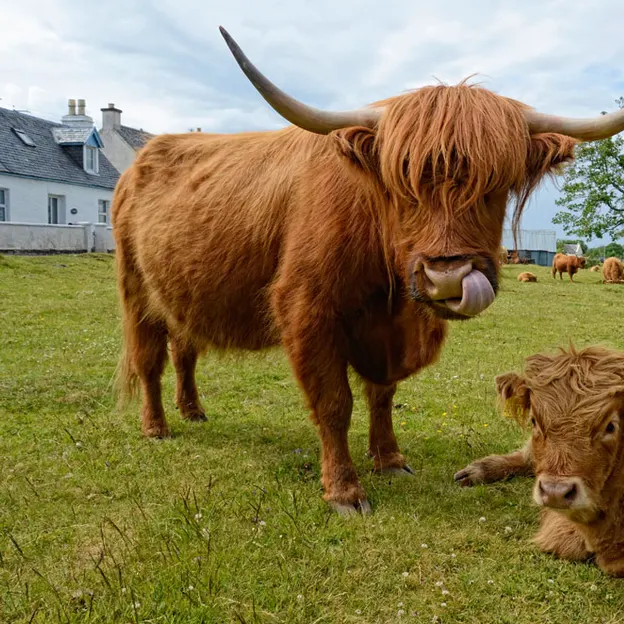 Scotlands Countryside 2012 — photograph 40 of 99