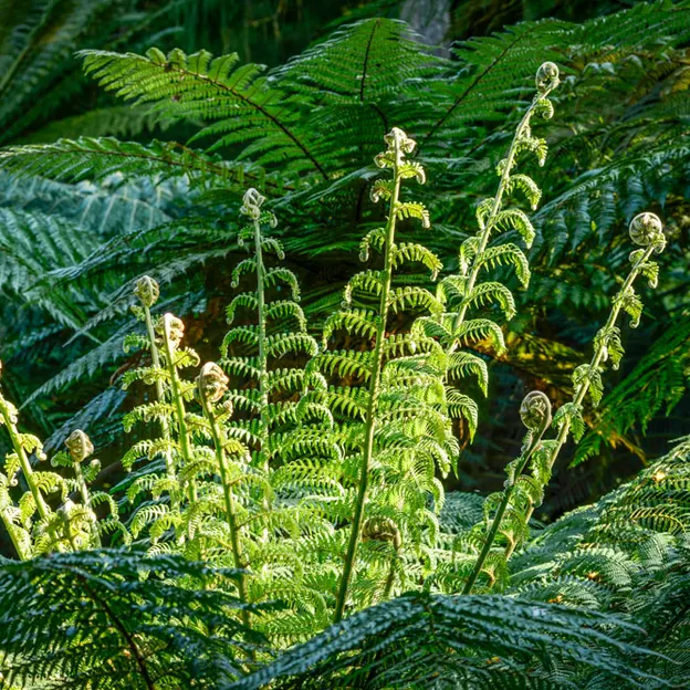 The NZ Garden At The Christchurch Botanical Gardens — photograph 11 of 52