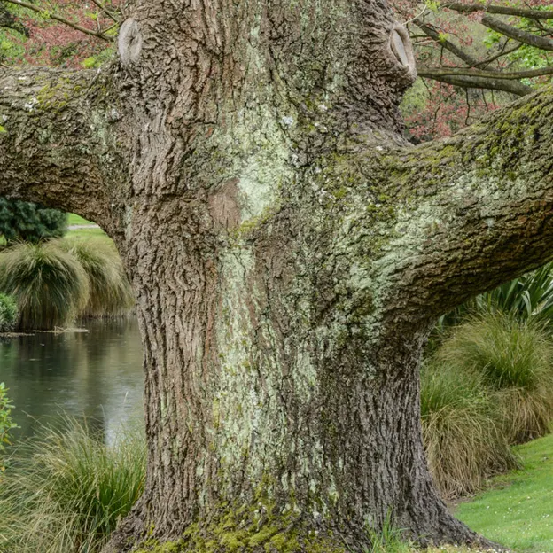The Trees Of The Christchurch Botanical Gardens — photograph 17 of 22
