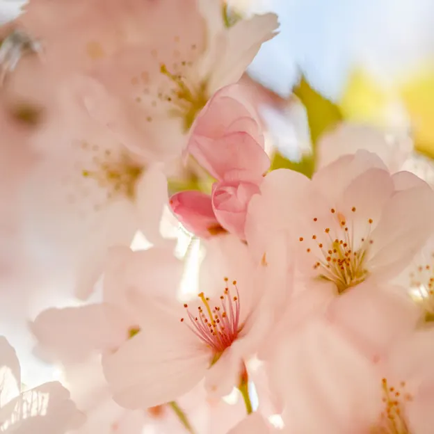 Blossoms At The Christchurch Botanical Gardens — photograph 22 of 22