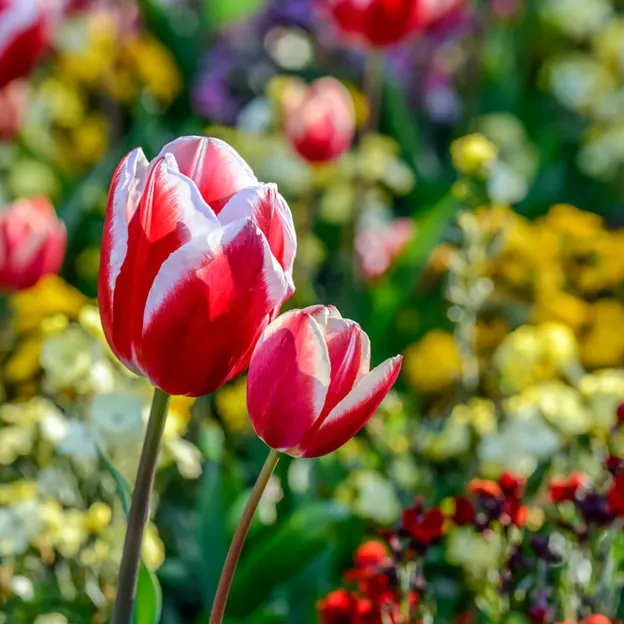 Springtime At The Christchurch Botanical Gardens — photograph 20 of 86