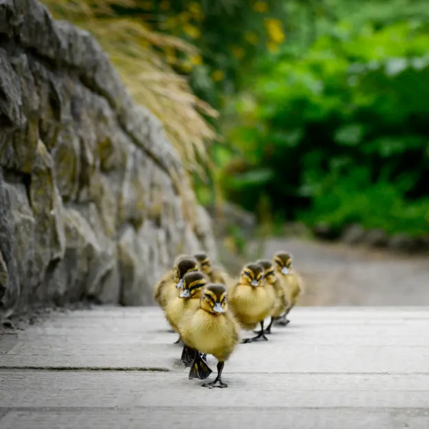 Ducklings Of The Christchurch Botanical Gardens — photograph 21 of 22