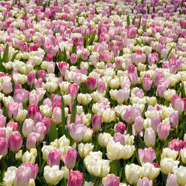 Keukenhof 2012 — photograph 13 of 33