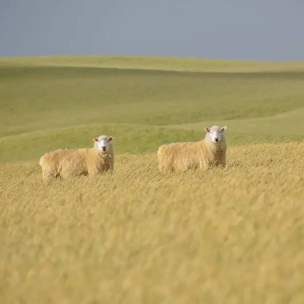 NZ Scenery — photograph 34 of 76