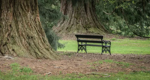 The Trees Of The Christchurch Botanical Gardens — photograph 15 of 22
