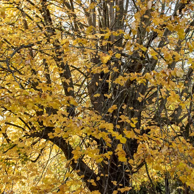 1.5.2020 At The Botanics — photograph 19 of 30