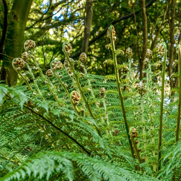 The NZ Garden At The Christchurch Botanical Gardens — photograph 32 of 52