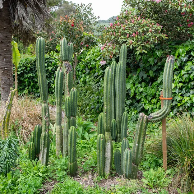 Little River Open Garden Day 27.10.2019 — photograph 42 of 113