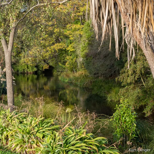 10.5.2020 Riccarton Bush & Millbrook  — photograph 31 of 31
