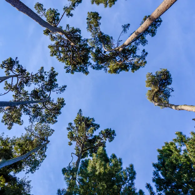 The Trees Of The Christchurch Botanical Gardens — photograph 13 of 22