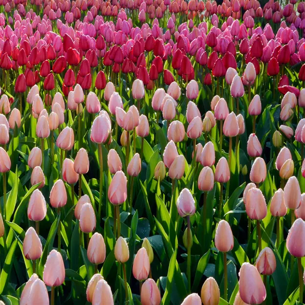 Keukenhof 2012 — photograph 24 of 33