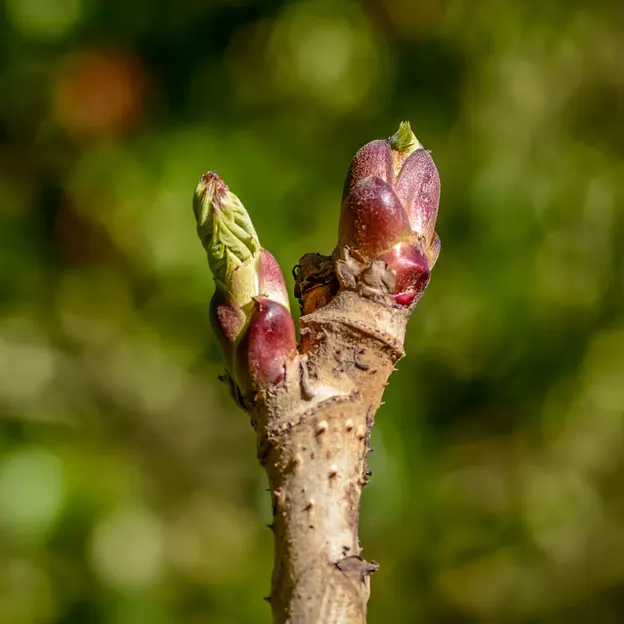 Springtime At The Christchurch Botanical Gardens — photograph 11 of 86