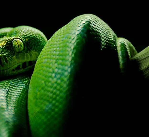 Animals — photograph 29 of 83