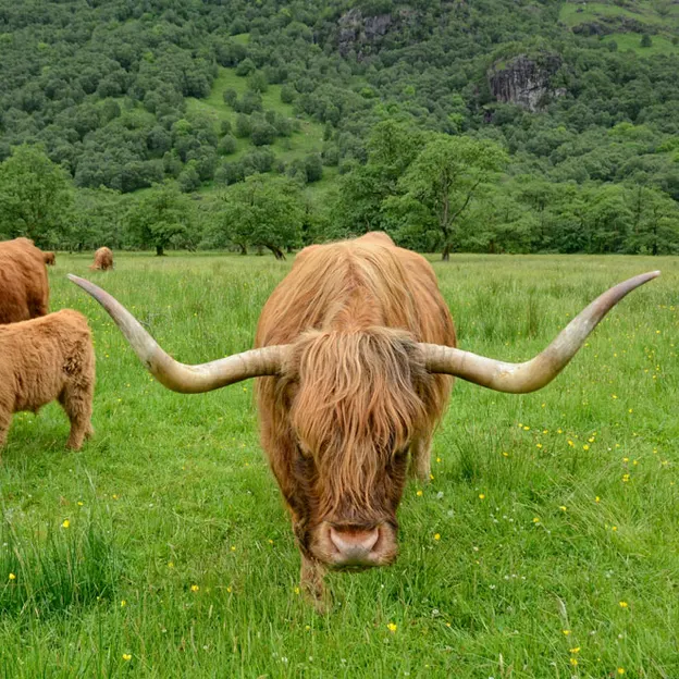 Scotlands Countryside 2012 — photograph 52 of 99