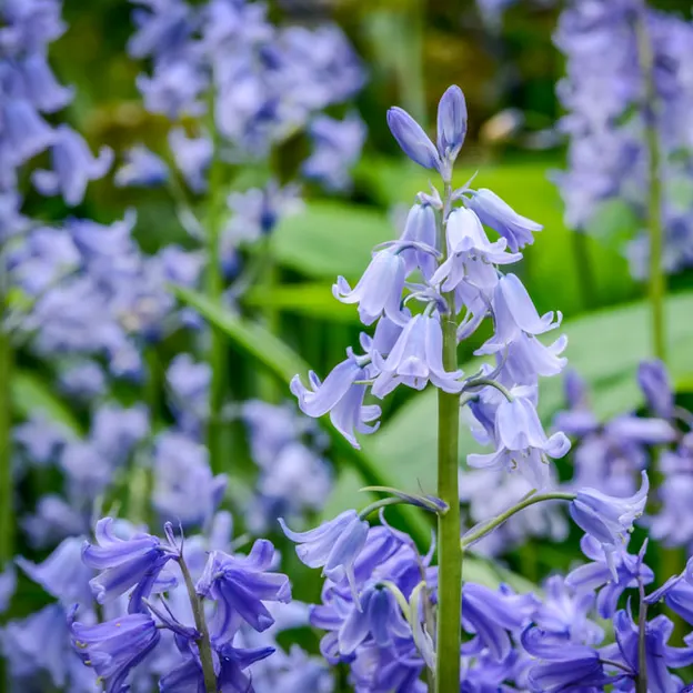 Springtime At The Christchurch Botanical Gardens — photograph 45 of 86