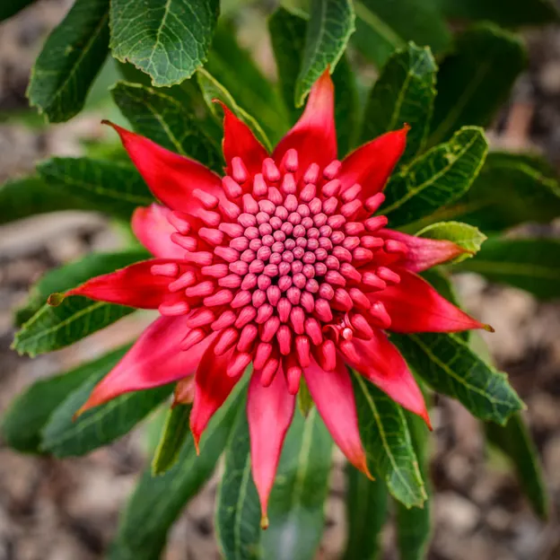 Springtime At The Christchurch Botanical Gardens — photograph 50 of 86