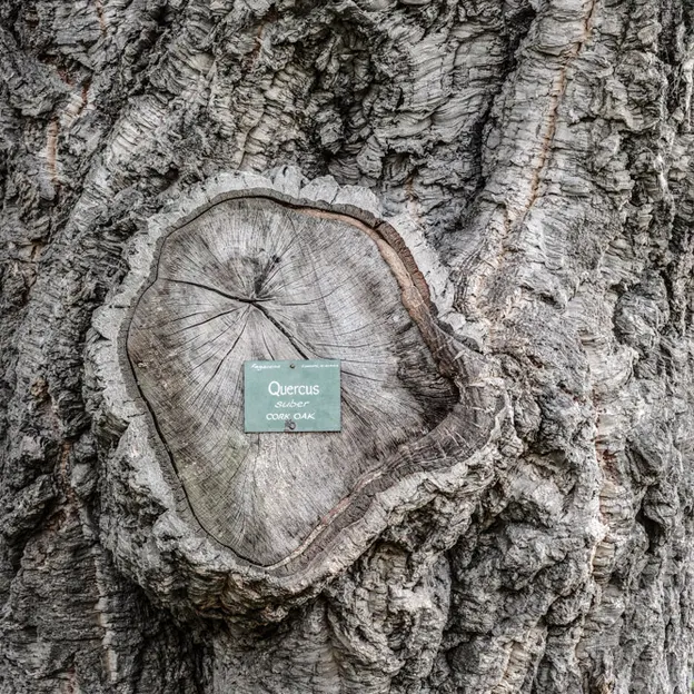 The Trees Of The Christchurch Botanical Gardens — photograph 9 of 22