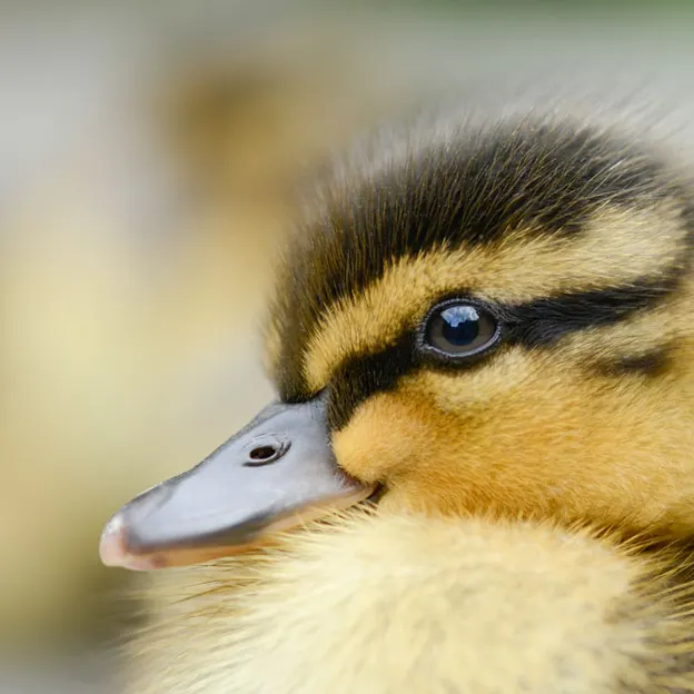 Ducklings Of The Christchurch Botanical Gardens — photograph 18 of 22
