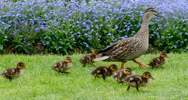 Ducklings Of The Christchurch Botanical Gardens — photograph 13 of 22