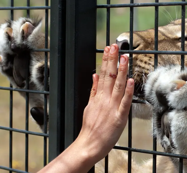 Animals — photograph 42 of 83