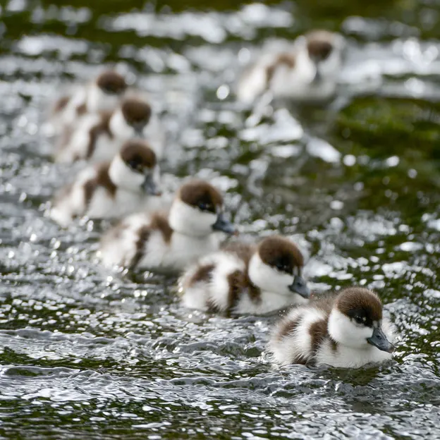 Ducklings Of The Christchurch Botanical Gardens — photograph 12 of 22
