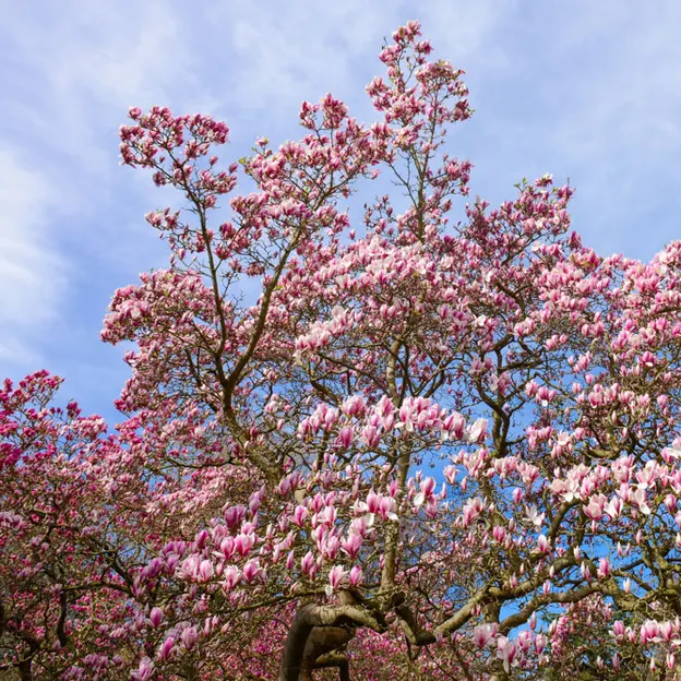 Magnolias In The Christchurch Botanical Gardens — photograph 15 of 17