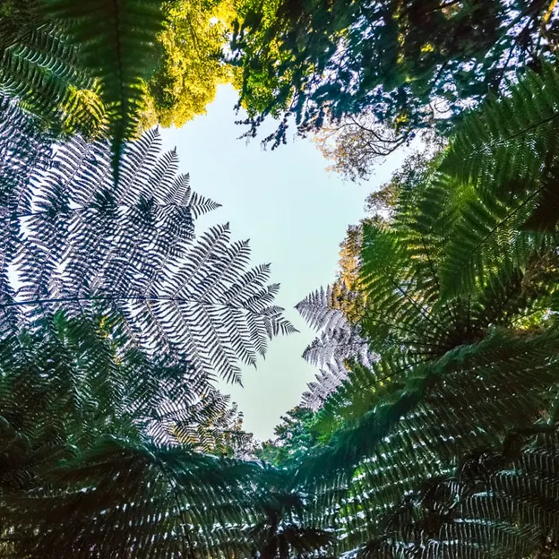 The NZ Garden At The Christchurch Botanical Gardens — photograph 37 of 52
