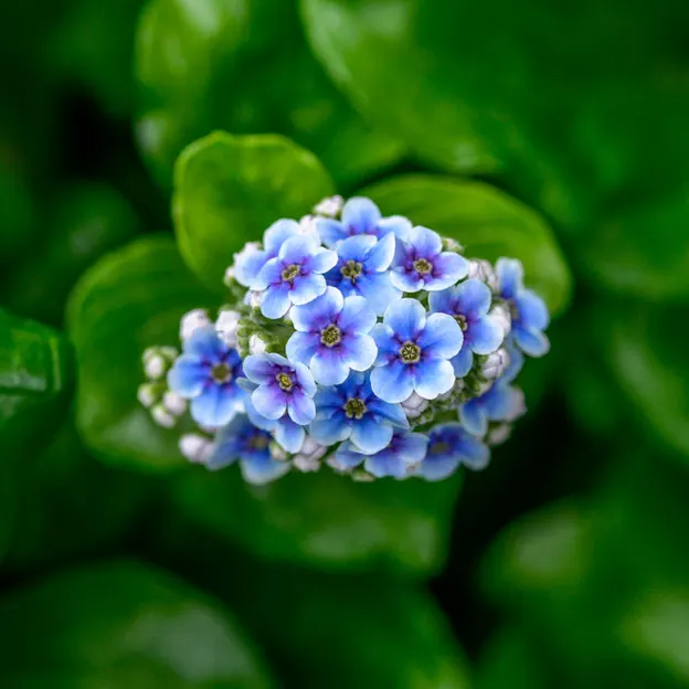 Springtime At The Christchurch Botanical Gardens — photograph 60 of 86