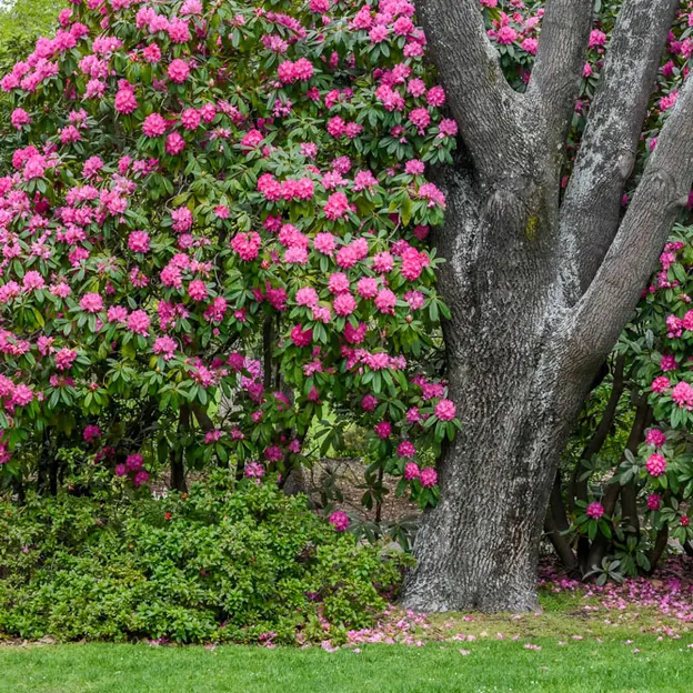 Springtime At The Christchurch Botanical Gardens — photograph 48 of 86