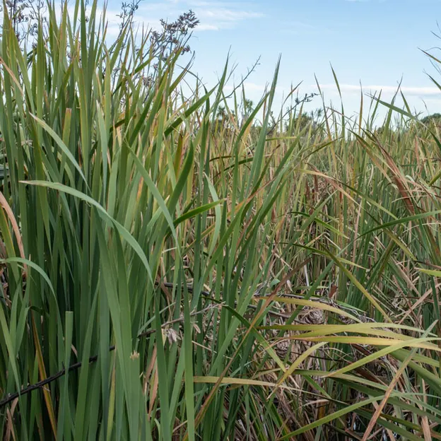 7.5.2020 Travis Wetland — photograph 17 of 27