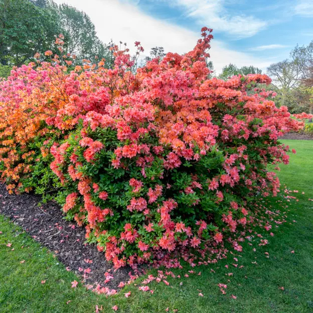 Springtime At The Christchurch Botanical Gardens — photograph 86 of 86