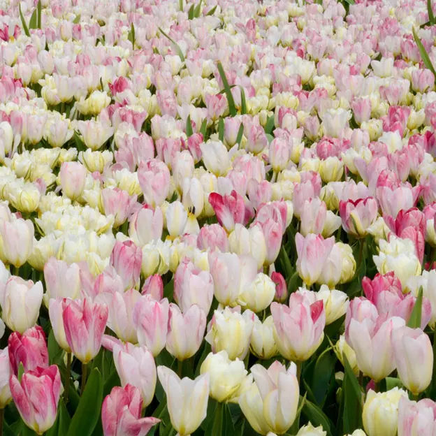 Keukenhof 2012 — photograph 11 of 33