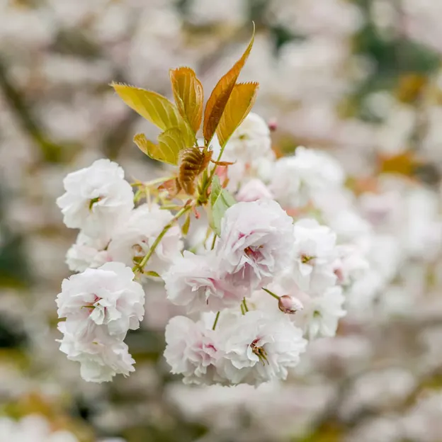 Springtime At The Christchurch Botanical Gardens — photograph 47 of 86