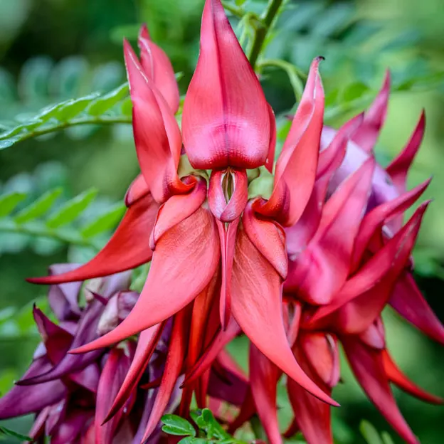 The NZ Garden At The Christchurch Botanical Gardens — photograph 22 of 52