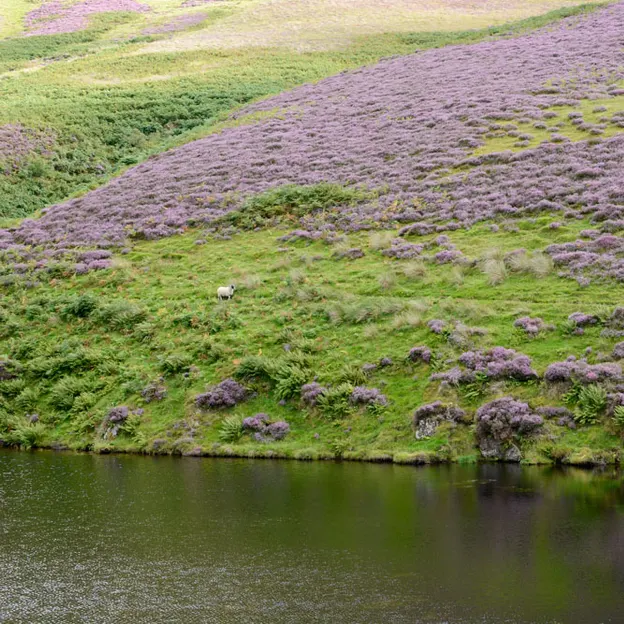 Edinburgh's Beautiful Countryside — photograph 25 of 34